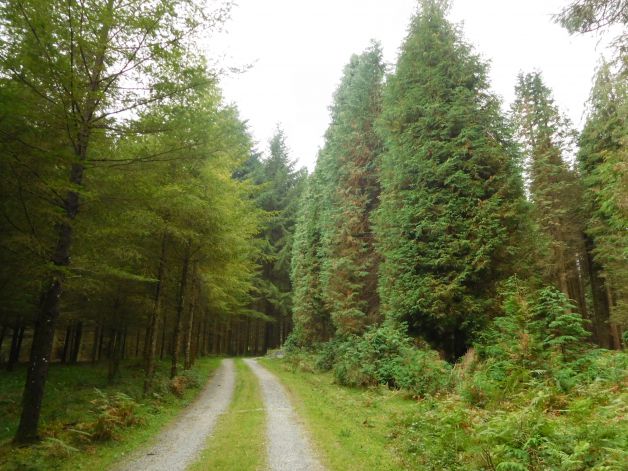 Como un jardín.en el monte.