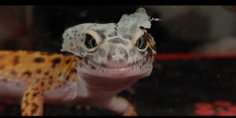 Mi compañero de vida