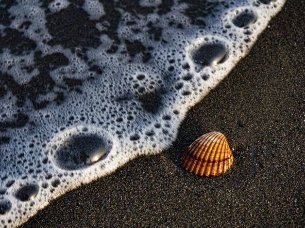 CONCHA Y ESPUMA DE MAR