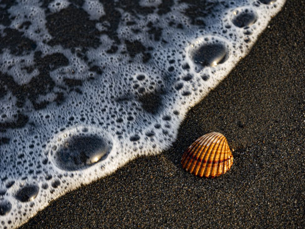 CONCHA Y ESPUMA DE MAR