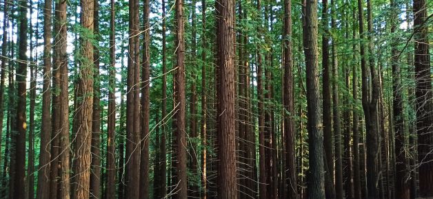 Conjunto de Secuoias