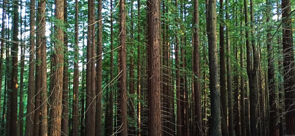 Conjunto de Secuoias