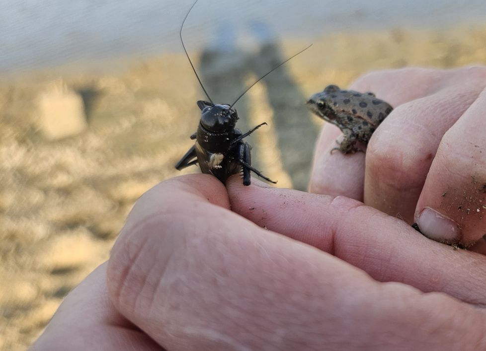 Cri cri      &     cruaki  cruaki