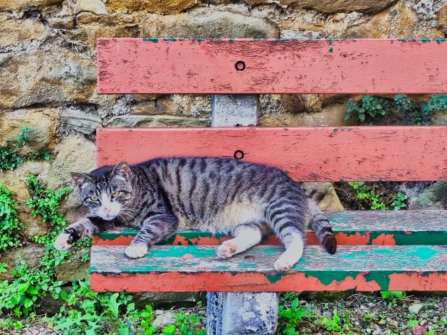 defendiendo el sitio