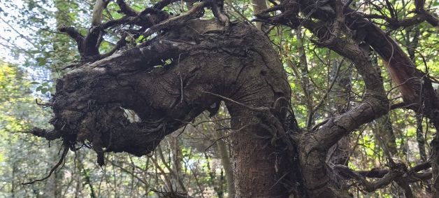 Un dragón anda suelto por el Jaizkibel