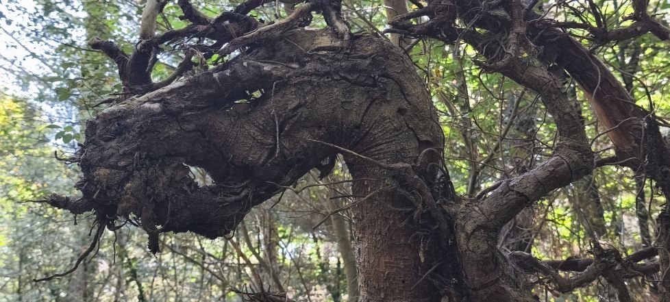 Un dragón anda suelto por el Jaizkibel