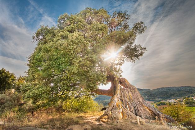 La encina monumental de Eraul con mas 500 años