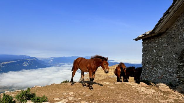 Ermita de San donato