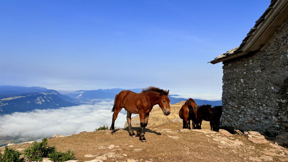 Ermita de San donato