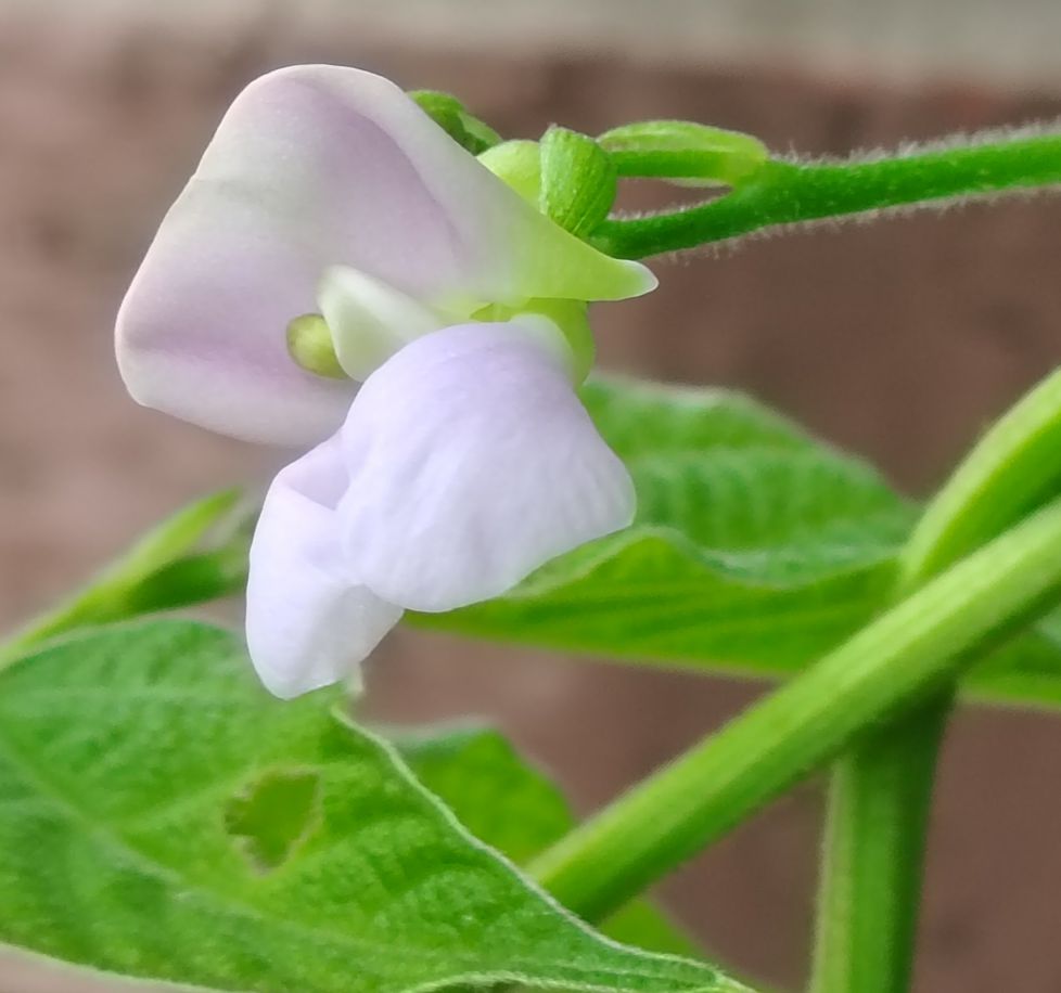 LA FLOR DE LAS ALUBIAS