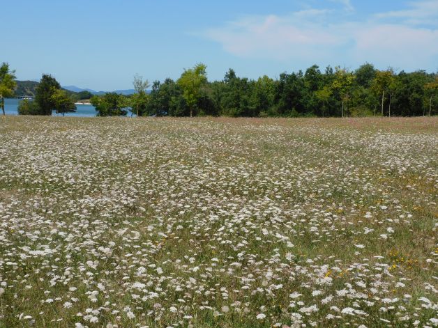 Flores blancas en el pantano.