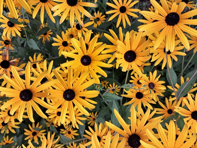Flores de rudbeckia 