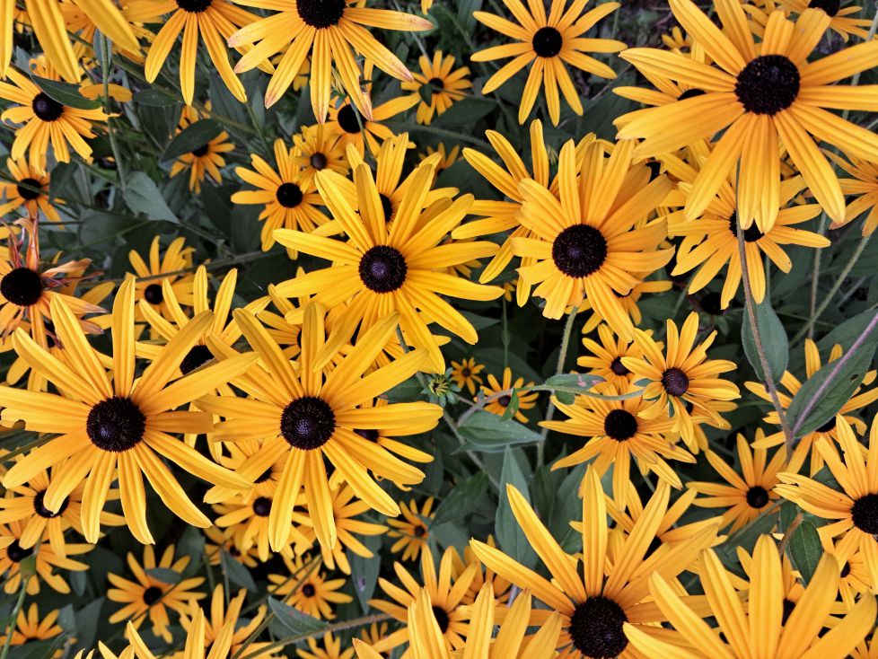 Flores de rudbeckia