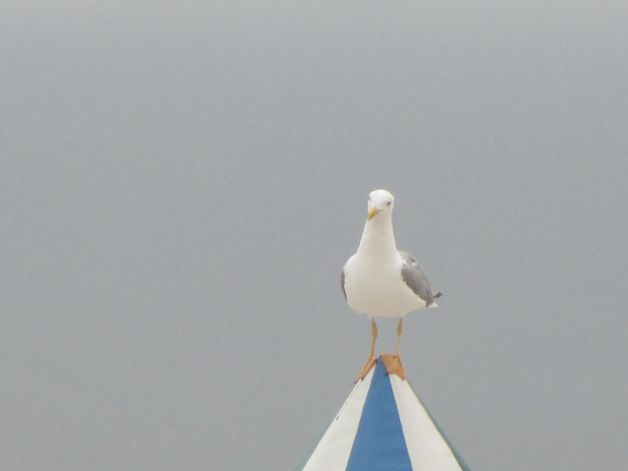 La gaivota vigilante