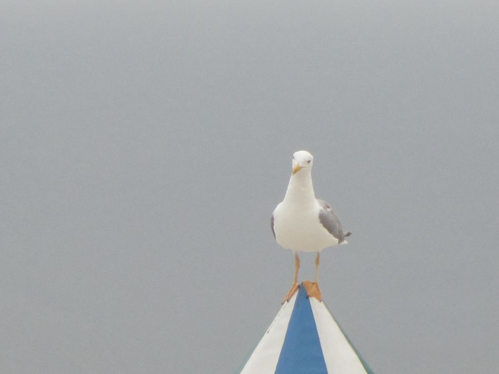La gaivota vigilante
