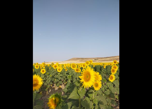 Girasoles