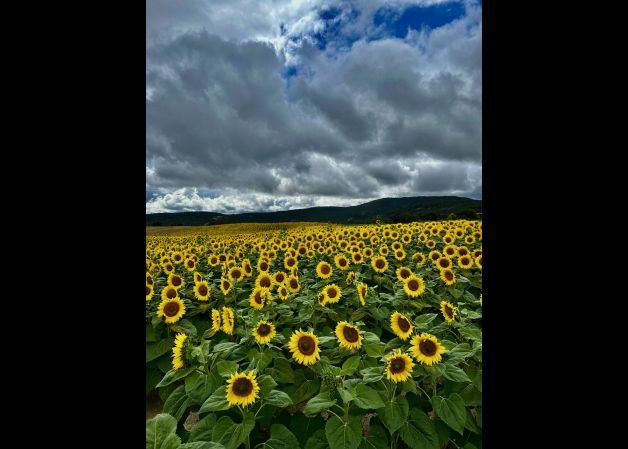 Girasoles y nubes