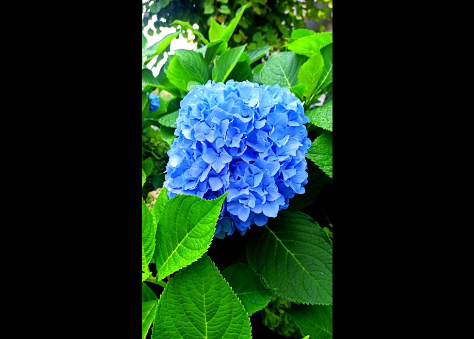 Hortensia azul!!