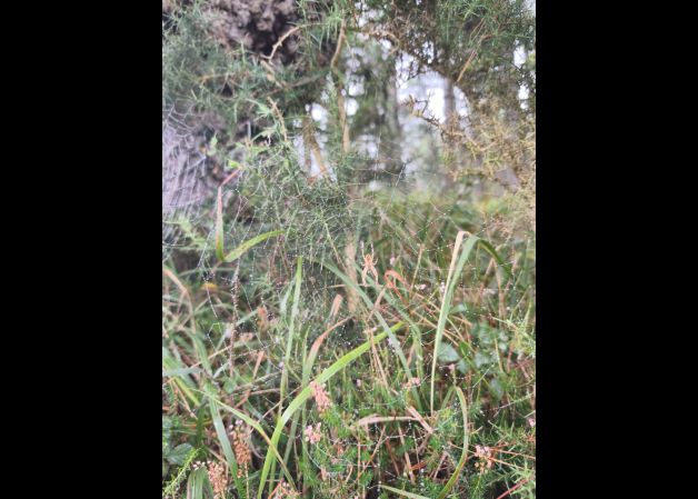 Izebaren armiarma maitea