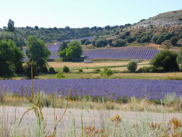 Lavanda en el valle