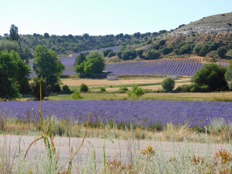 Lavanda en el valle