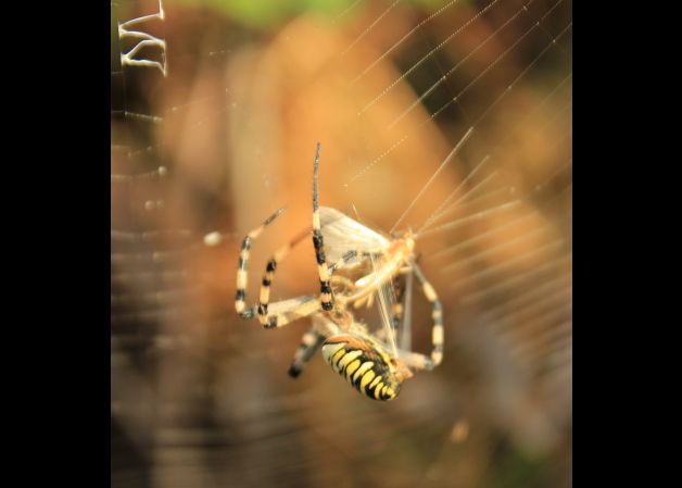 El logro de la paciencia