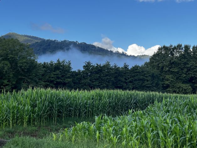 Luz y frescor matutino