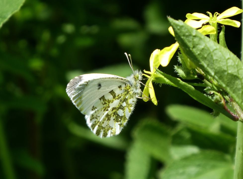 Mariposa libando