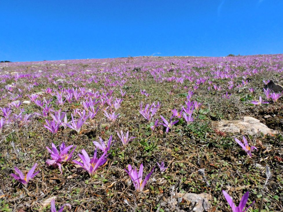 Monte Txandi lleno de Crocus.