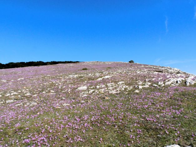 Morado en el monte Txandi.