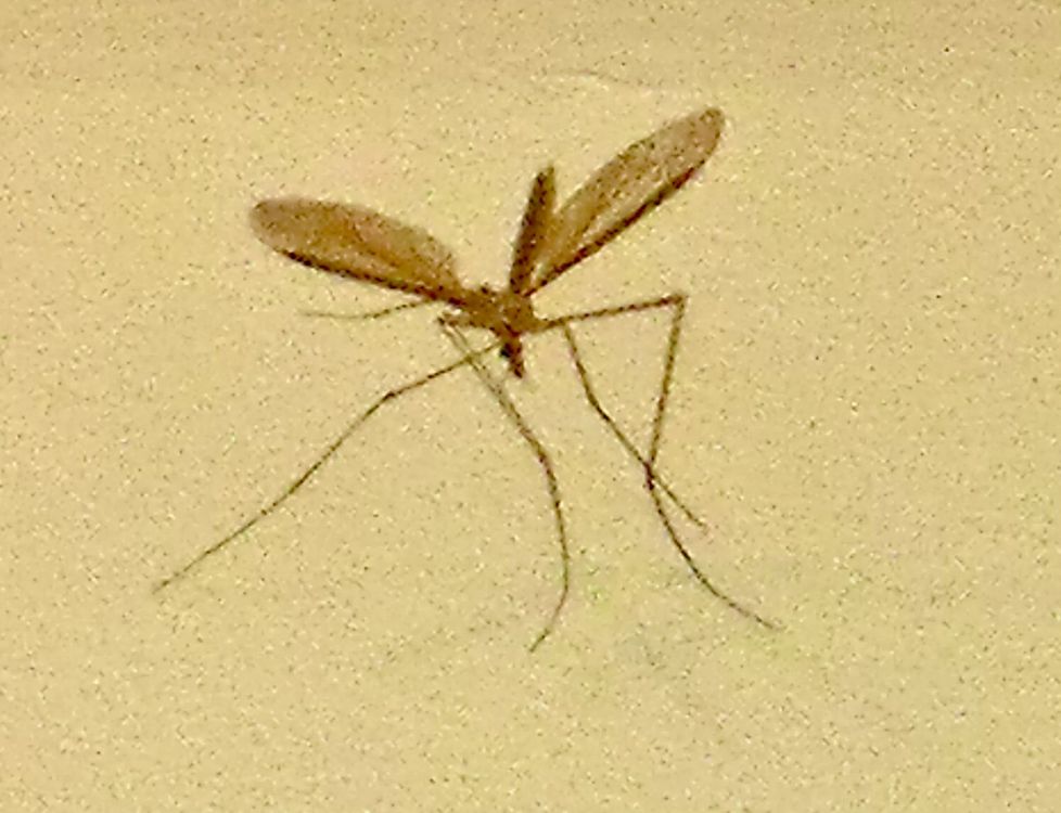 MOSQUITO 