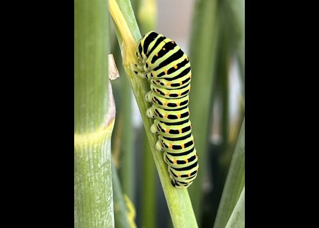 Oruga de mariposa macaón