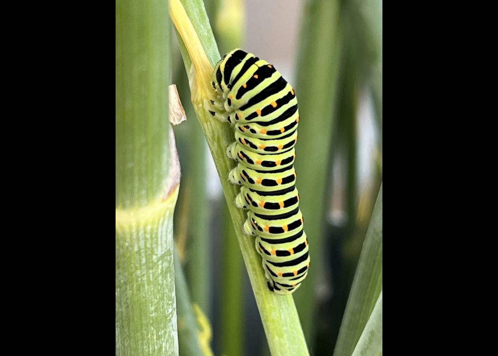 Oruga de mariposa macaón