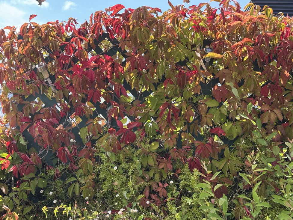 El otoño del verano