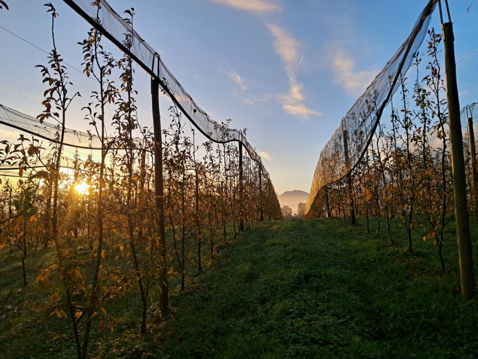 Paisaje entre manzanos
