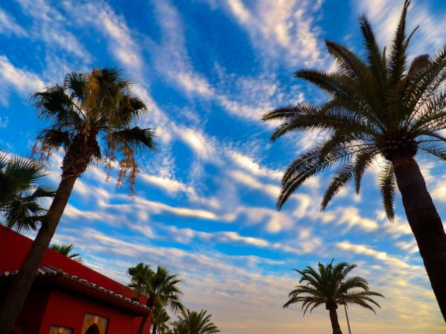 Palmeras en el cielo 