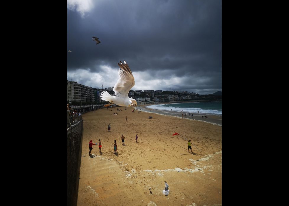 Paloma posando Paloma posando