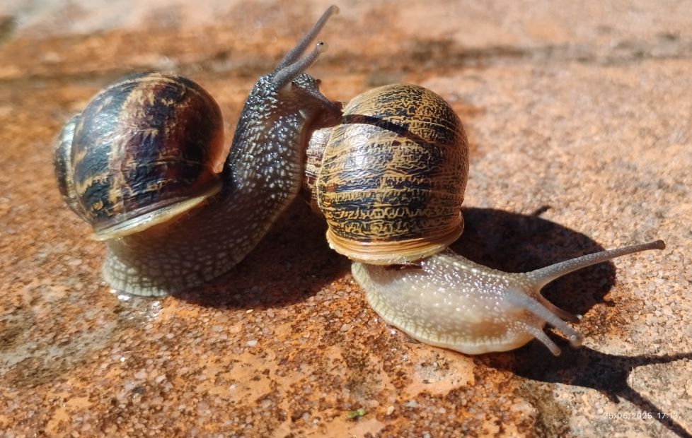 Pareja de caracoles
