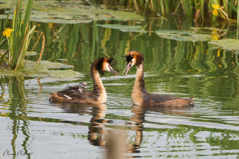 Pareja y su cria al lomo 