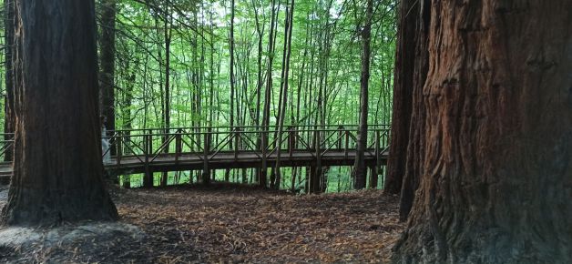 Pasarela sobre el monte de secuoias. 
