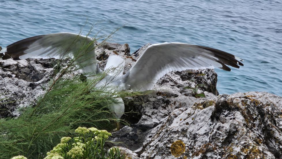 En plena engullición