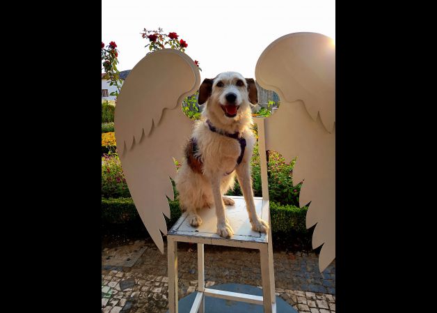 Pon un ángel adoptado en tu vida