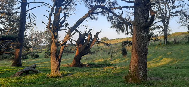 ...Porque los árboles se comunican.