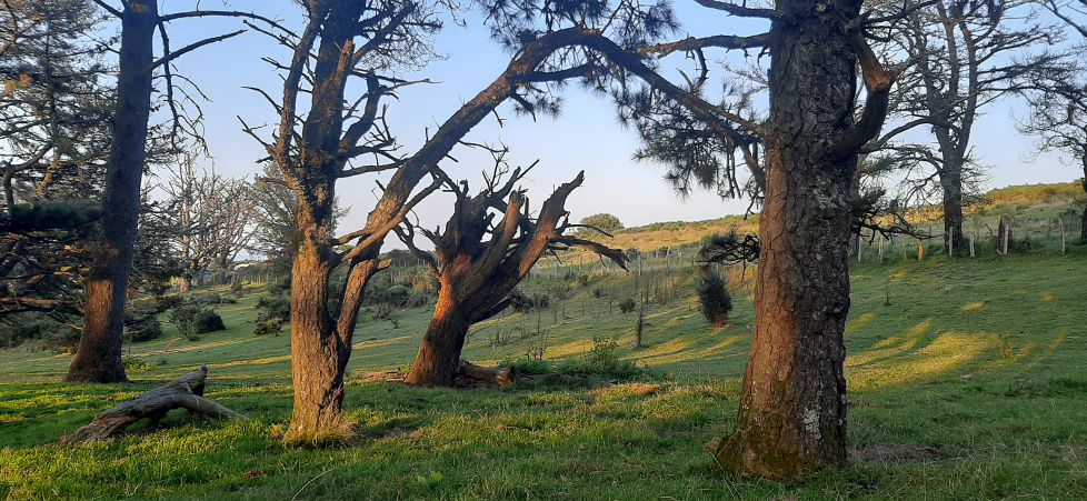 ...Porque los árboles se comunican.