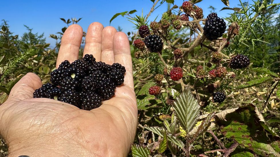 A que Tu tambien recogias moras de joven ?