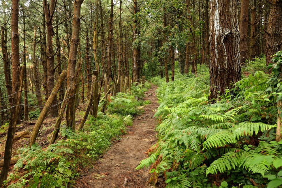 QUE VERDE ESTÁ EL PAISAJE