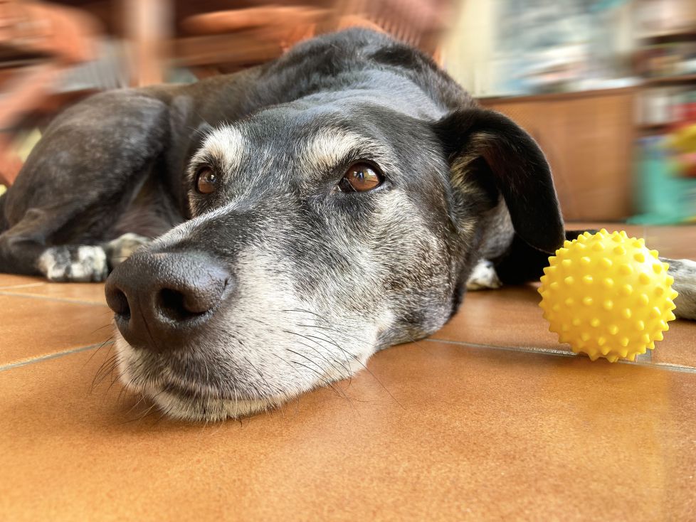 ¿quien quiere jugar conmigo?