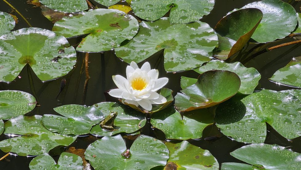 La rana enamorada del nenúfar