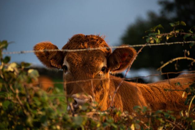 Reflejo del espíritu.