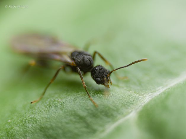 Reino Invisible Vivo